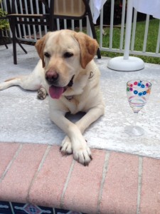 Zeus naps by the pool; beside him is an empty wine glass.